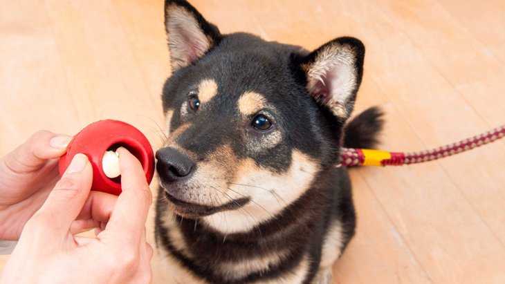 犬は「知育玩具」で遊ばせるべき？効果やメリット、使う時の注意点とは
