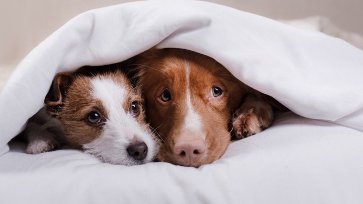なぜ犬には『布団好き』が多いの？可愛すぎる３つの理由
