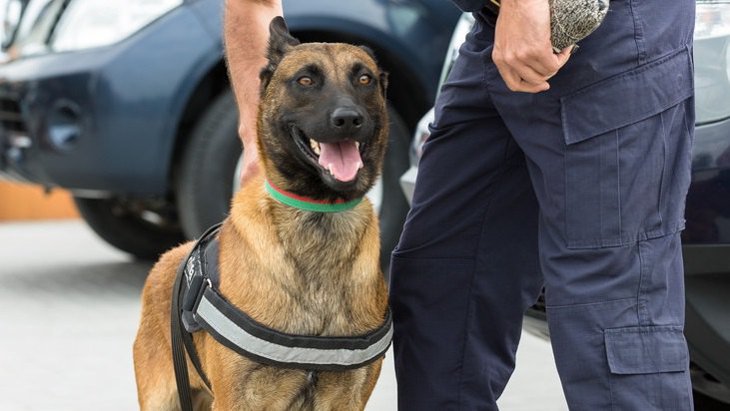爆発物や麻薬を捜査する探知犬を安全に訓練するための研究