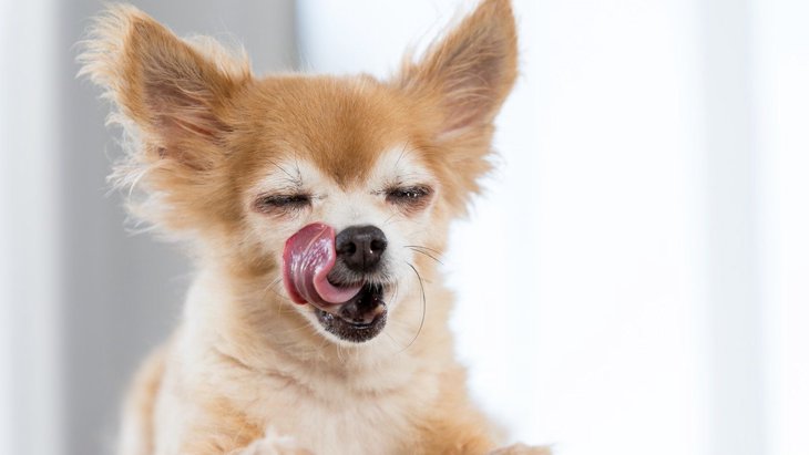犬がペロっと『舌なめずり』をする理由４選！かわいいけど注意が必要なときも