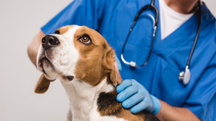 【現役獣医が解説】はじめての動物病院を受診する方へ。気になる受診までの道を解説！
