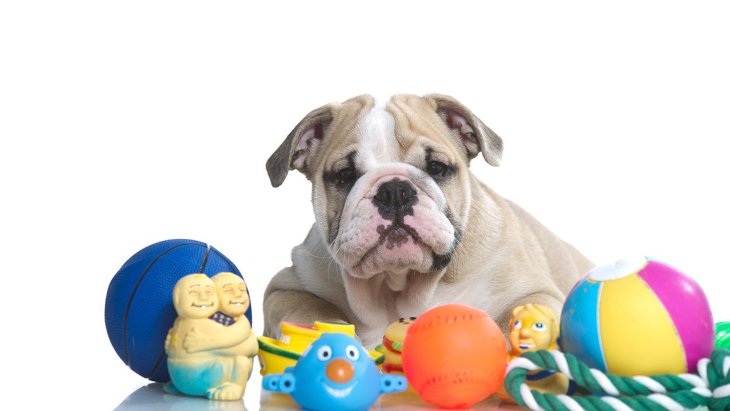 犬がすぐに興味を無くしてしまう「おもちゃ」の特徴3つ！喜んでもらうための選び方とは？