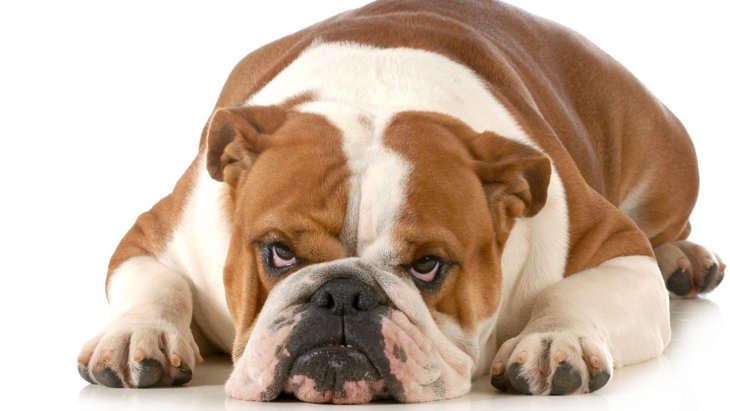 愛犬が「ふてくされている時」のサイン４選！機嫌を直してもらうためにすべきことは？