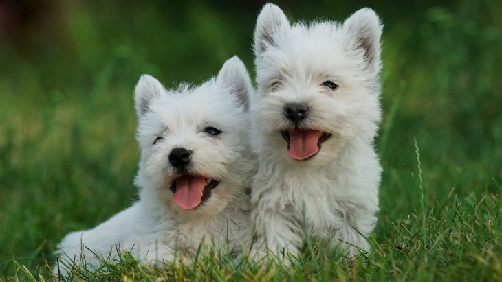 白い毛を持つ犬種5選 それぞれの特徴と飼う時の注意点 わんちゃんホンポ