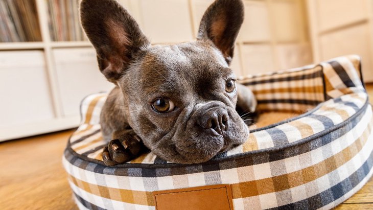 犬が『心地いい』と感じるベッドの特徴4つ！睡眠環境を整えるコツは？