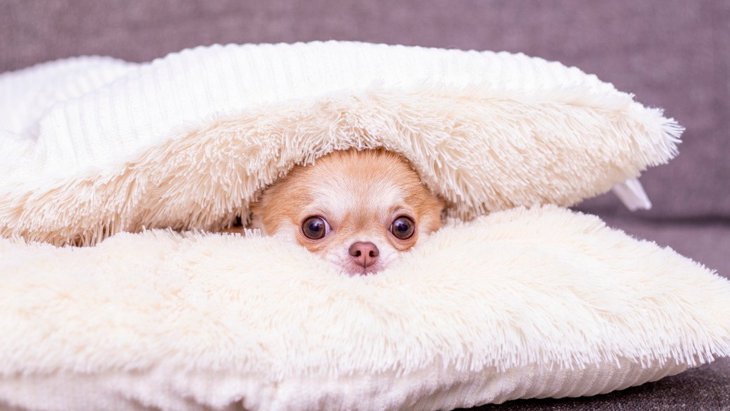 寒がりな犬に効果的な「寒さ対策」5つ！愛犬と冬を乗り越えるコツとは
