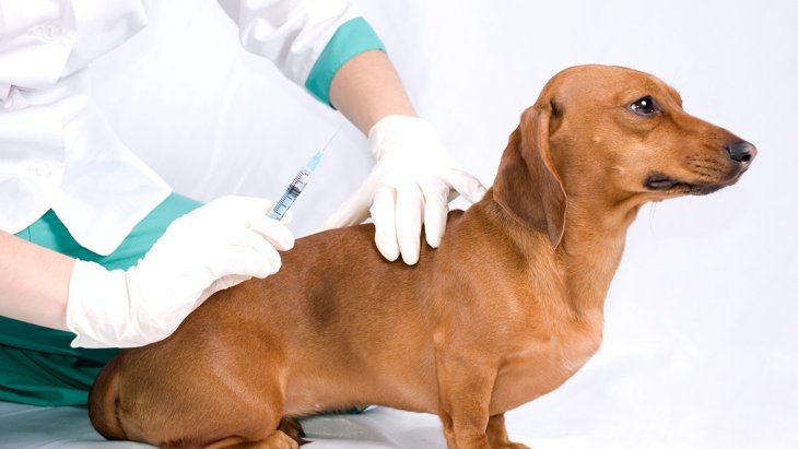 犬のワクチンの種類や料金・選び方について