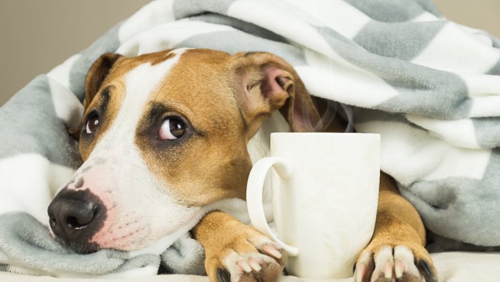 犬にコーヒーは絶対NG！亡くなってしまう『致死量』とやるべき対処法