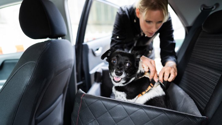 犬を車に乗せる際の便利グッズ！おすすめのドライブボックスも紹介