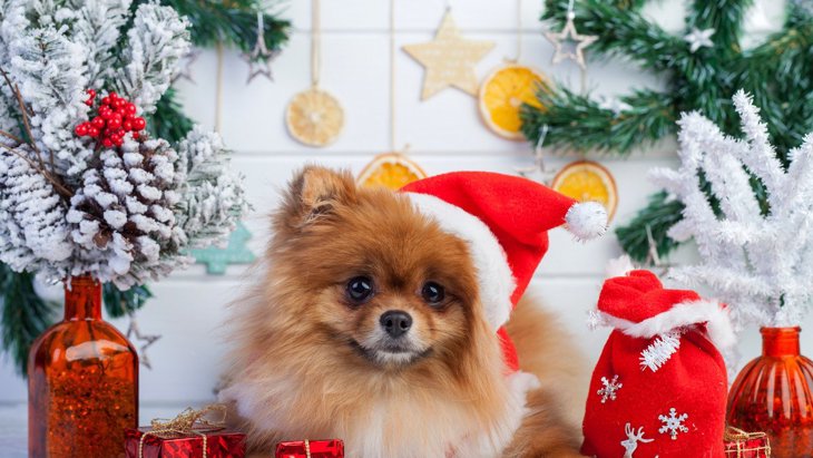愛犬と過ごすクリスマス！安全に過ごすための「4つの対策」