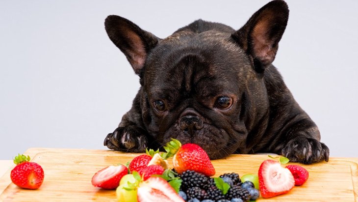 愛犬の食物繊維が不足している時のサイン4つ！摂取しないとどうなる？どう食事を改善すればいいの？
