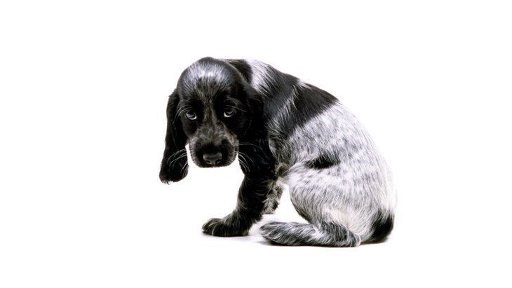 犬がしっぽを巻き込んで座っているときの心理4つ！注意すべきポイントは？