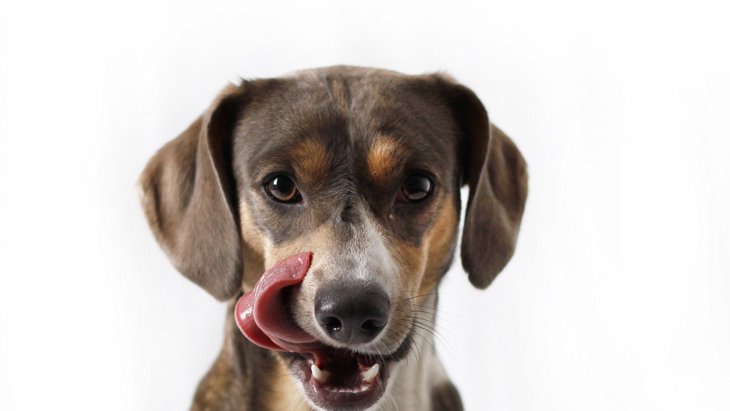 犬が『家の床を舐める』４つの理由！やめさせるべき？しつけ方は？