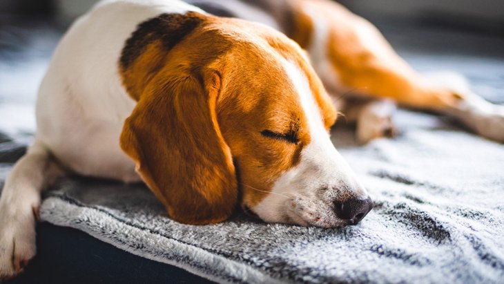 犬が病気や怪我をしている時の「寝方」4つ！病院へ行くべき症状とは？