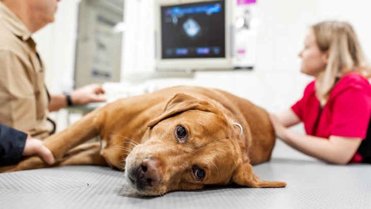 犬が誤飲した時にあらわれる『危険な症状』10選　このサインが出たら一刻も早く病院へ！