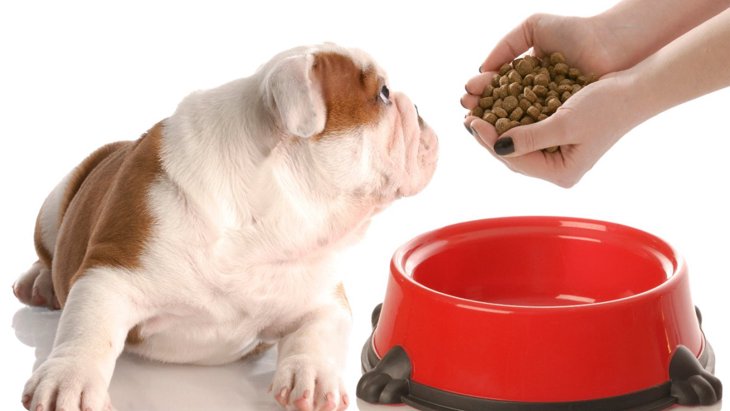 犬に『賞味期限切れのドッグフード』は食べさせて大丈夫なの？
