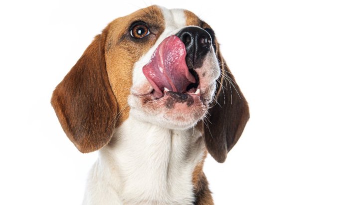 愛犬がお尻を舐めてしまう原因とは？４つの理由と危険な悪影響