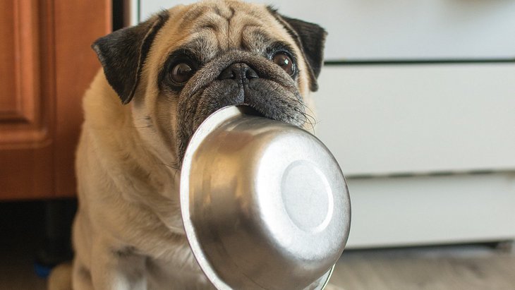 犬がご飯を早食いしてしまう２つの理由！悪影響や対策法を正しく理解