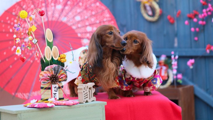 愛犬とお正月を祝う「5つの方法」 犬のためのおせち料理や楽しむ遊びを解説