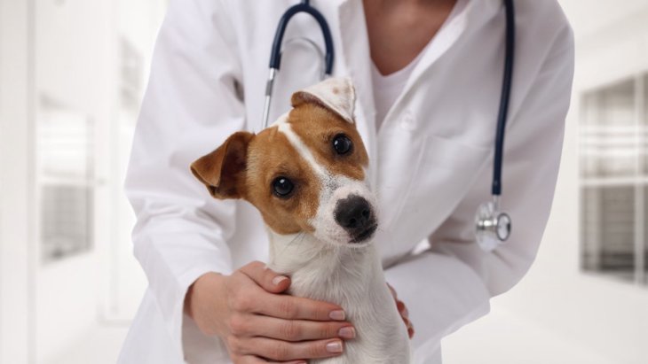 いますぐ動物病院に行くべき『犬の嘔吐』4選！危険な症状には迅速な対応を