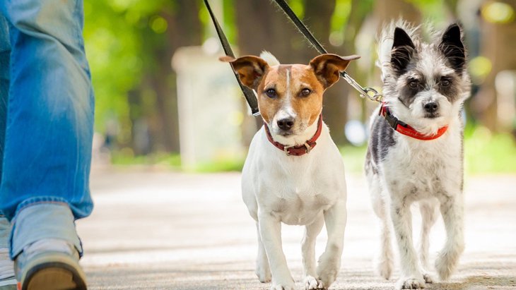 犬が散歩中にしやすいと言われている『ケガ』３選　飼い主が観察しておくべきポイントは？ 