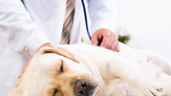 日常生活で犬が感染しやすい『5つの病気』