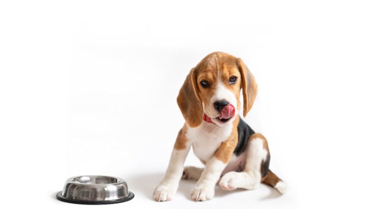 犬の『満腹サイン』３つ！お腹がいっぱいの時にする仕草や行動、やってはいけないNG行為まで解説