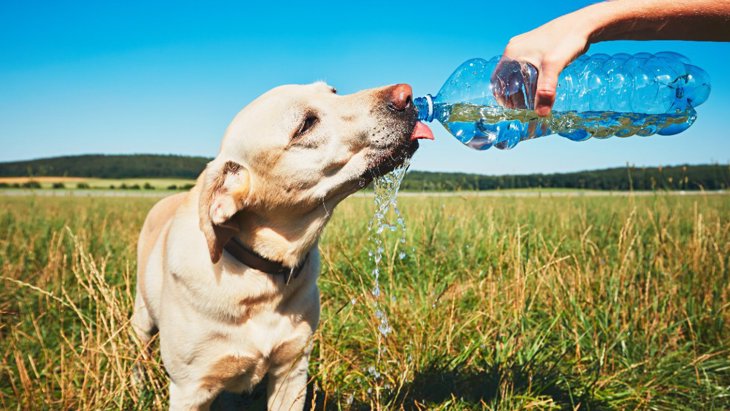 要注意！犬が『夏にかかりやすい病気』5選！行うべき予防対策とは？