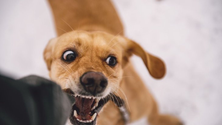 犬に警戒されやすい人が持つ６つの特徴