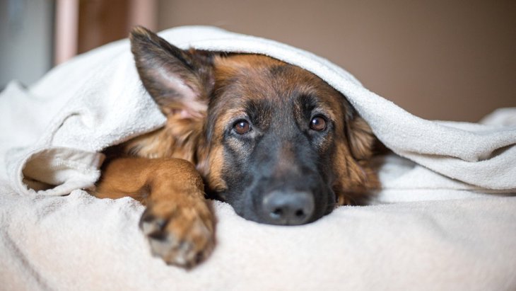 『低気圧が苦手な犬』の行動7選！実は影響があると体調不良になることも