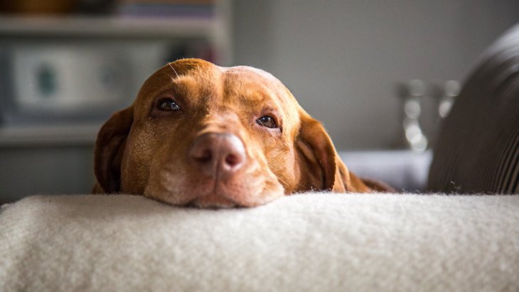 犬が『眠いのを我慢している時』に見せる仕草５選