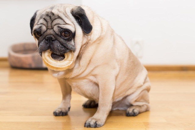 犬が急に太ってしまう原因と考えられる病気