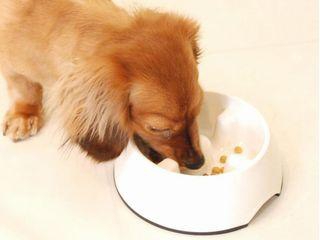 犬の過食の原因と対策 あなたは、ねだられただけ与えていませんか？