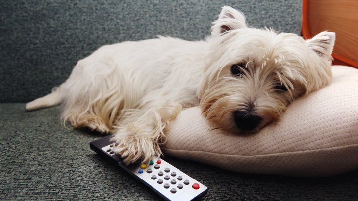 犬に『テレビ』はどうやって見えているの？人間と違うポイント３選