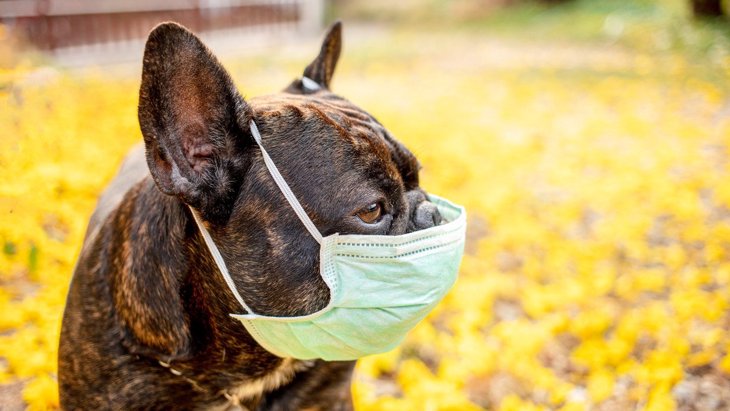 中高齢の犬が『咳き込むとき』の原因8選！病院に連れて行くべき症状や対処法とは