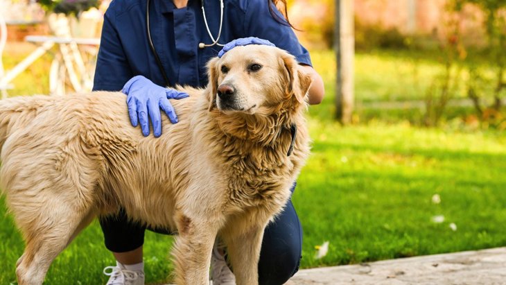 動物看護士のプロの技！体の細い私でも大きな犬を診察台にのせられる理由
