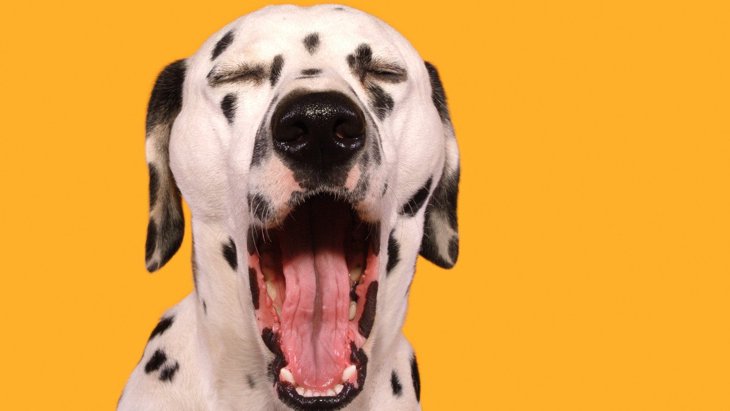 犬が『我慢』をしている時のサイン6選！仕草や行動から紐解くワンコの感情