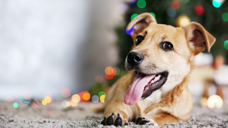 科学的に作られた犬のためのクリスマスソング