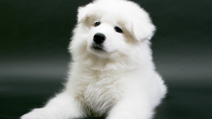 「真っ白でもふもふな犬種」5選♡飼う時の注意点とは？
