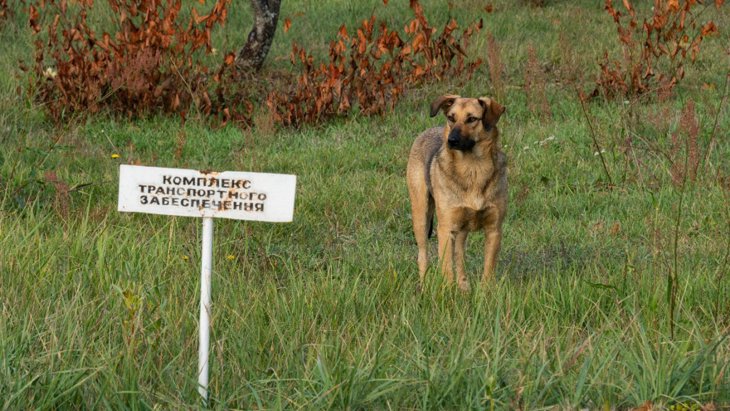 チョルノービリ（チェルノブイリ）の野良犬のDNAが示すこと【研究結果】