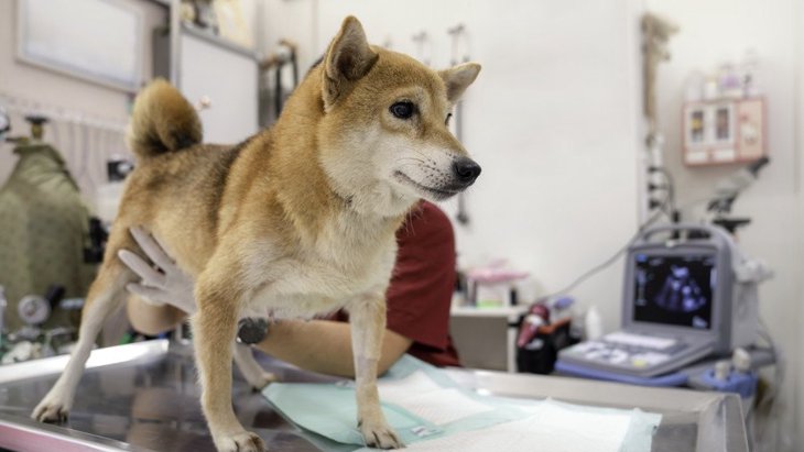 犬が『動物病院嫌い』になってしまう原因３選！どうやったらトラウマを払拭させられる？