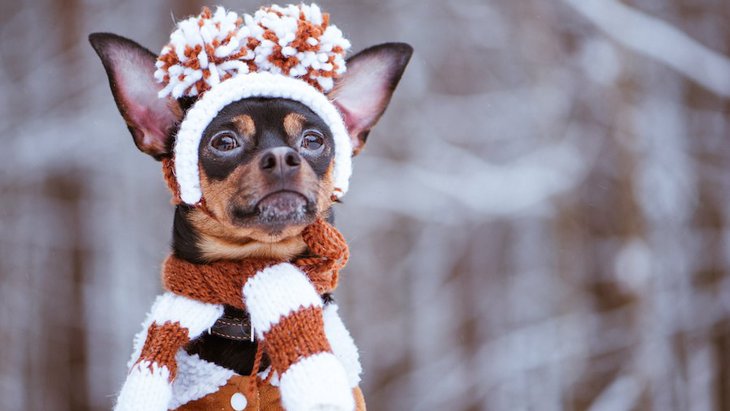 犬が冬場に痩せてしまう理由と対処法