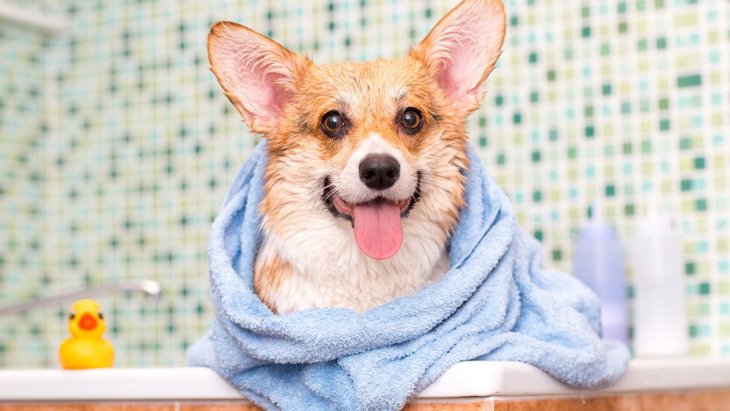 犬が『お風呂嫌い』になってしまうNG行為４選！どうやって慣れさせればいいの？