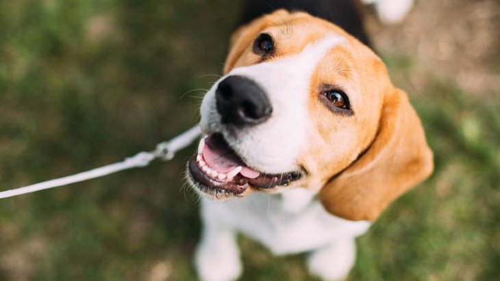 犬が『嬉しそうな顔をしている時』の心理5選