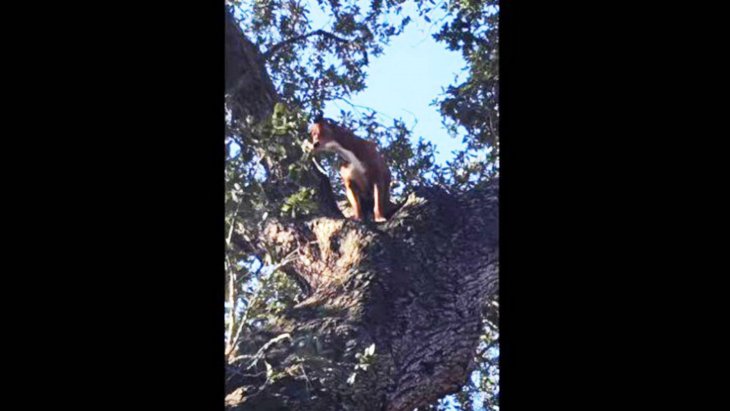 木登りは得意だけど降り方は知らなかった…木登り犬をレスキュー！