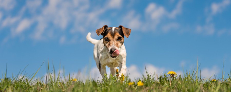 犬のレプトスピラ症（ワイル病）とは？ネズミなどから感染する病気の予防と対策