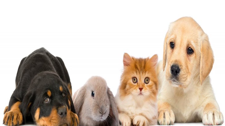 ニューヨークで犬猫うさぎの店頭販売を禁止する法案が可決！
