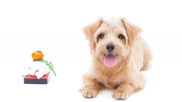 犬に『おもち』は食べさせて大丈夫？ダメな食べさせ方や安全に与える方法を解説