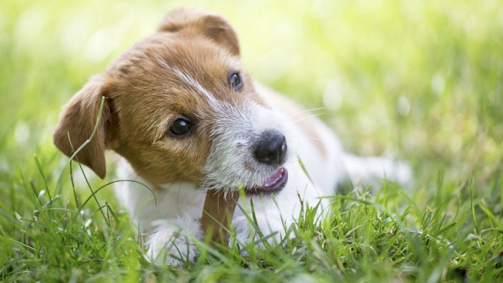犬が喉に詰まらせやすい食べ物３選！食べさせてはいけないものや与える時の注意点まで解説
