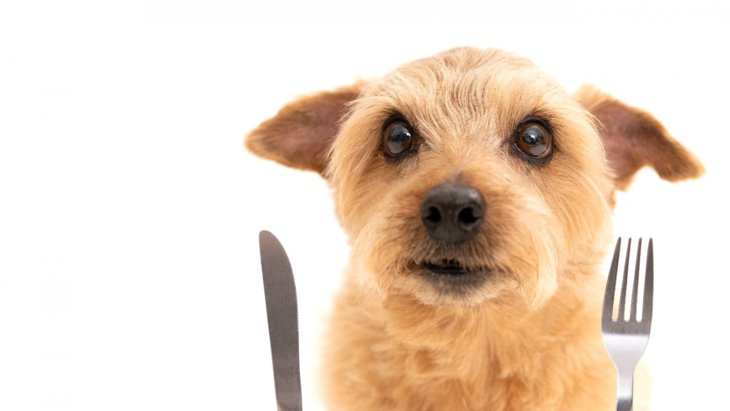犬のご飯と相性バツグン！栄養がとれるおすすめトッピング3選